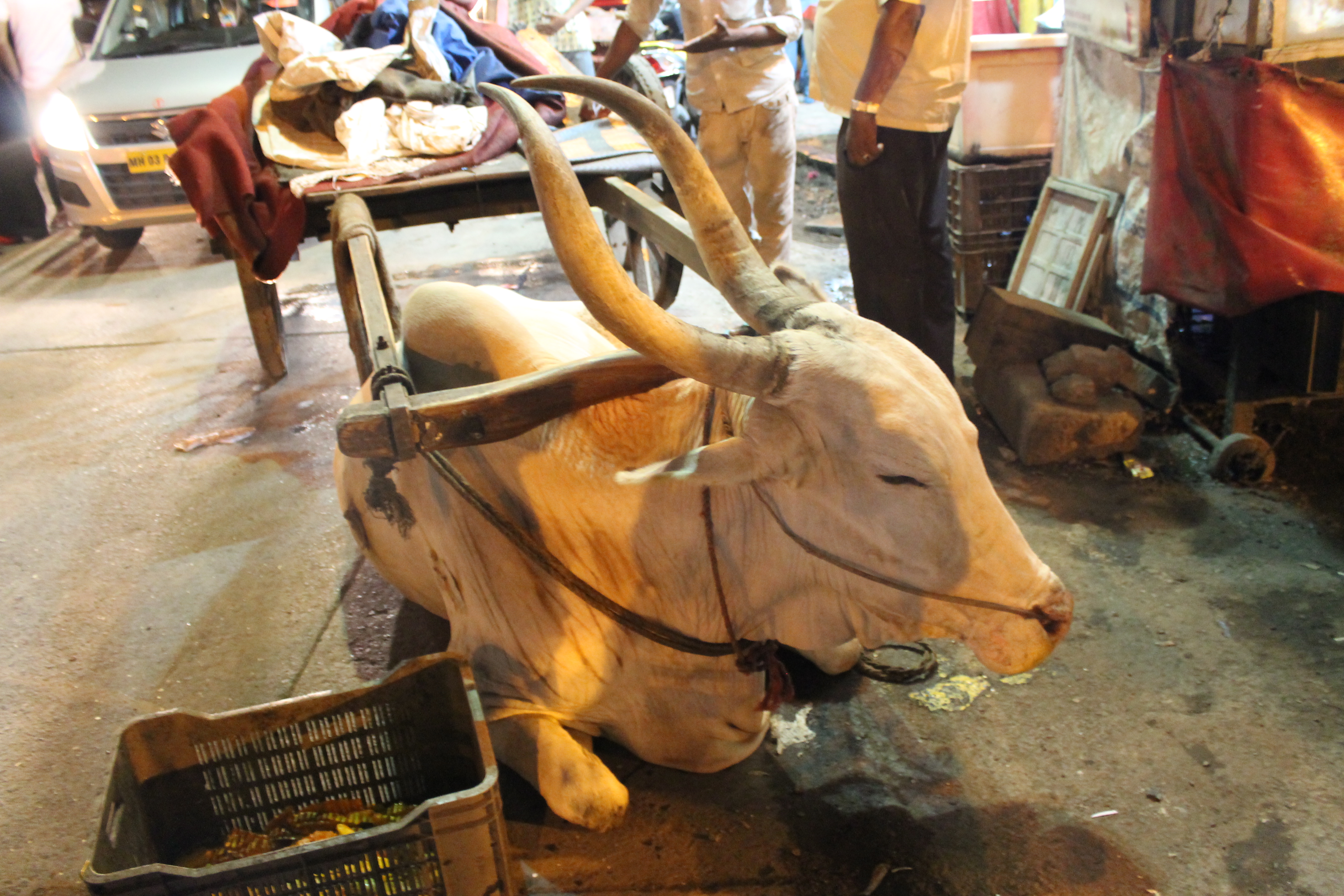 Cow in Mumbai