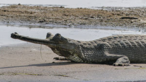 Gharial Crocodile chambal