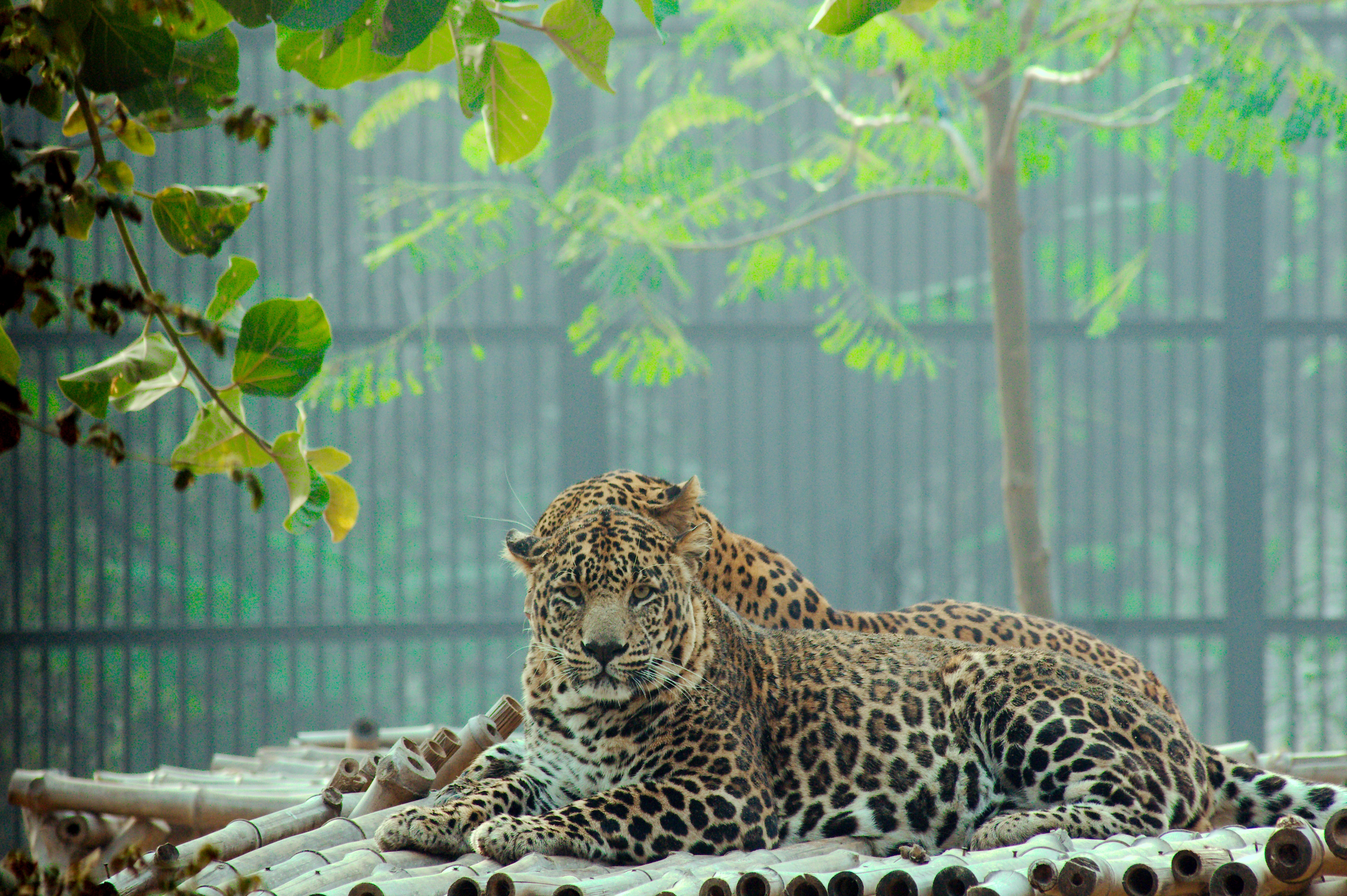 Spotted wild cats, Best national parks in South India