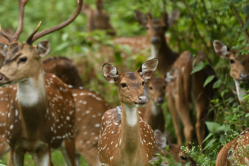 Parks in south India