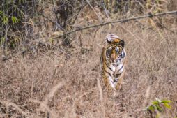 tiger in indien
