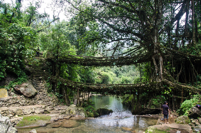 Double Decker Living Root Bridge constructed by weaving the roots of Banyan trees, Places to visit in the Northeast India