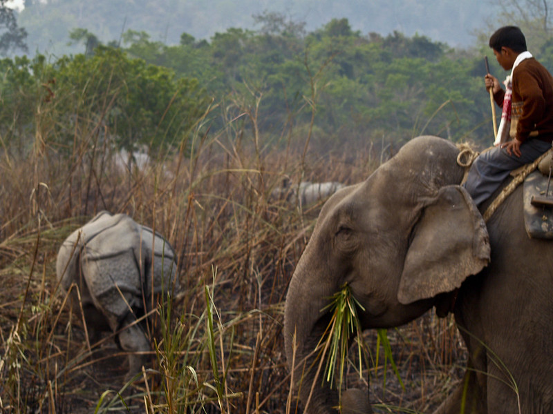 elephant safari at Kaziranga national park, Northeast India tours