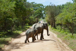 Elephants in Kerala, South India National Parks, South India in January