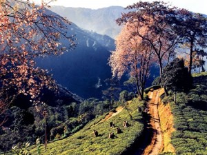 Darjeeling 2