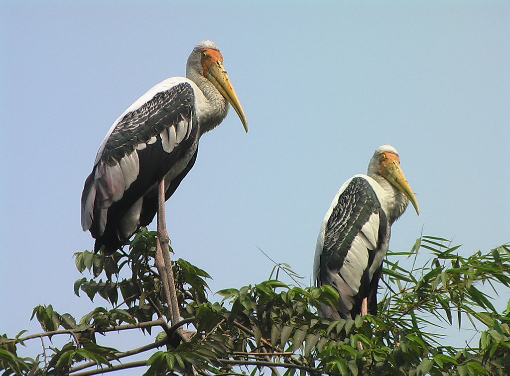 birds-at-kolkata-zoo