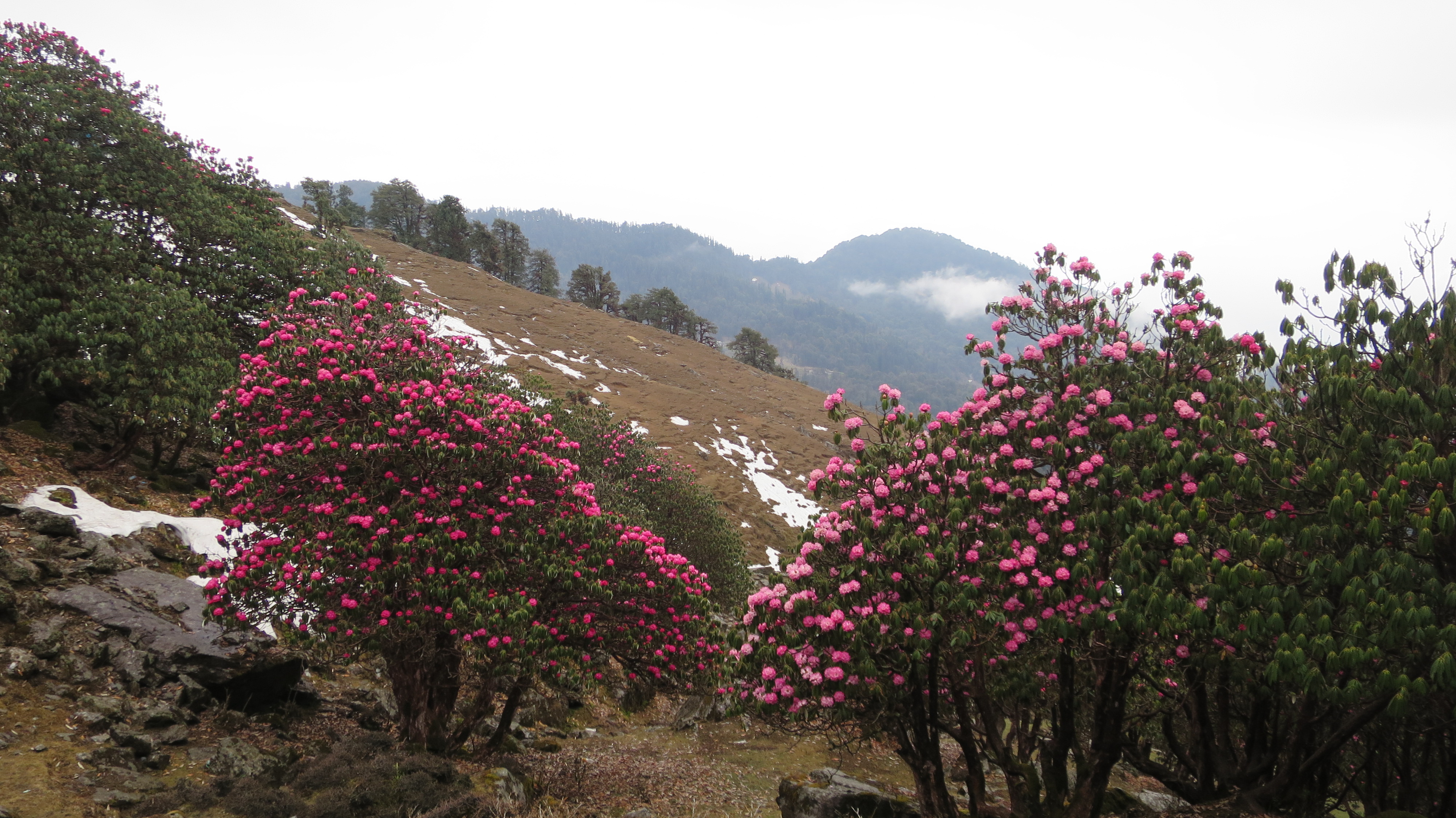 Ein Rhododendron-Paradies: der Chopta-Chandrashila Trek in der Nähe von Rishikesh