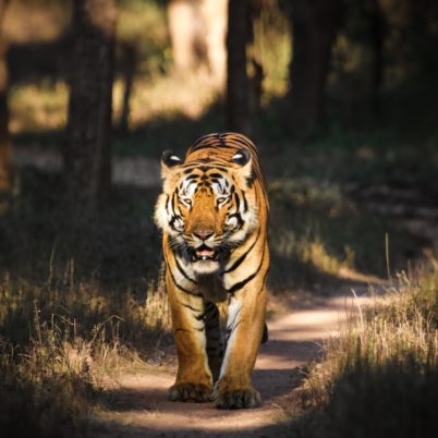 tiger spotted in tadoba national park