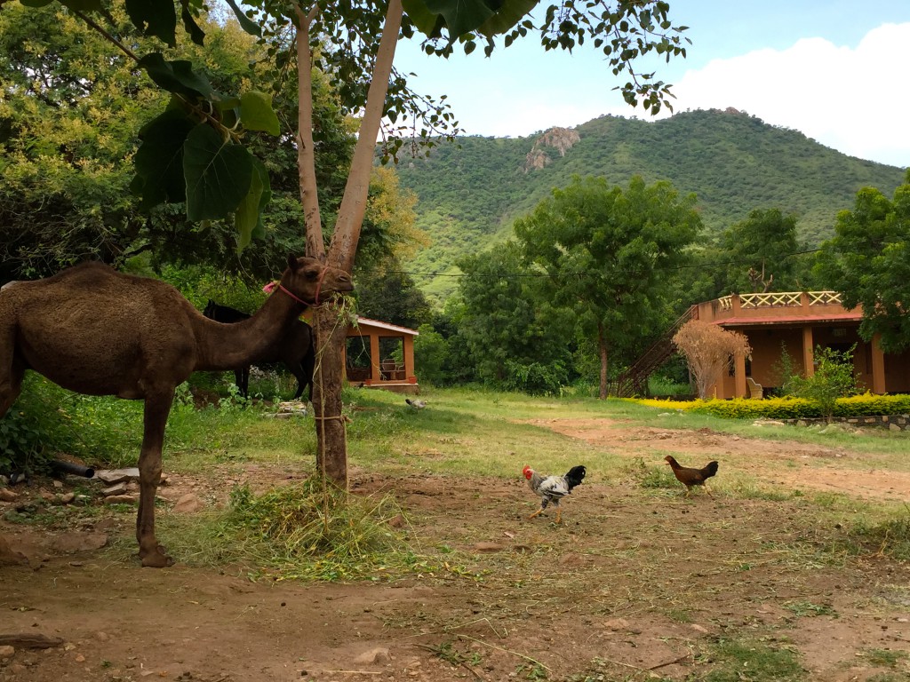 krishna ranch farm