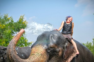 ramblinarium. elefantastic. jaipur, india (photo by charles breland)