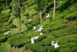 Teeplantagen Munnar