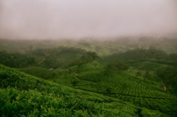 munnar, teeplantagen