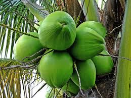 La noix de coco verte