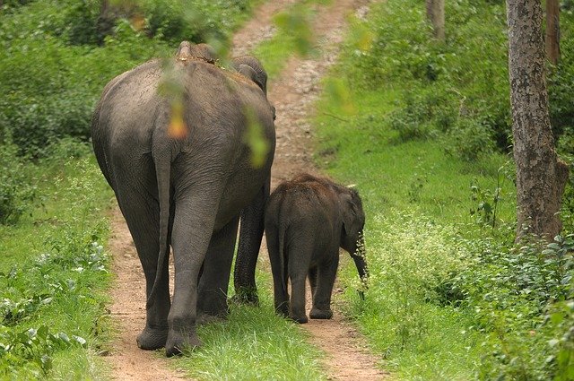 Mother and sibling guarded, India's Wildlife, National Parks in India