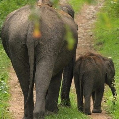 Mother and sibling guarded