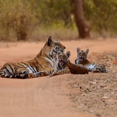 Ferocious cats of the jungle, Indian Wildlife Reserves you can't miss