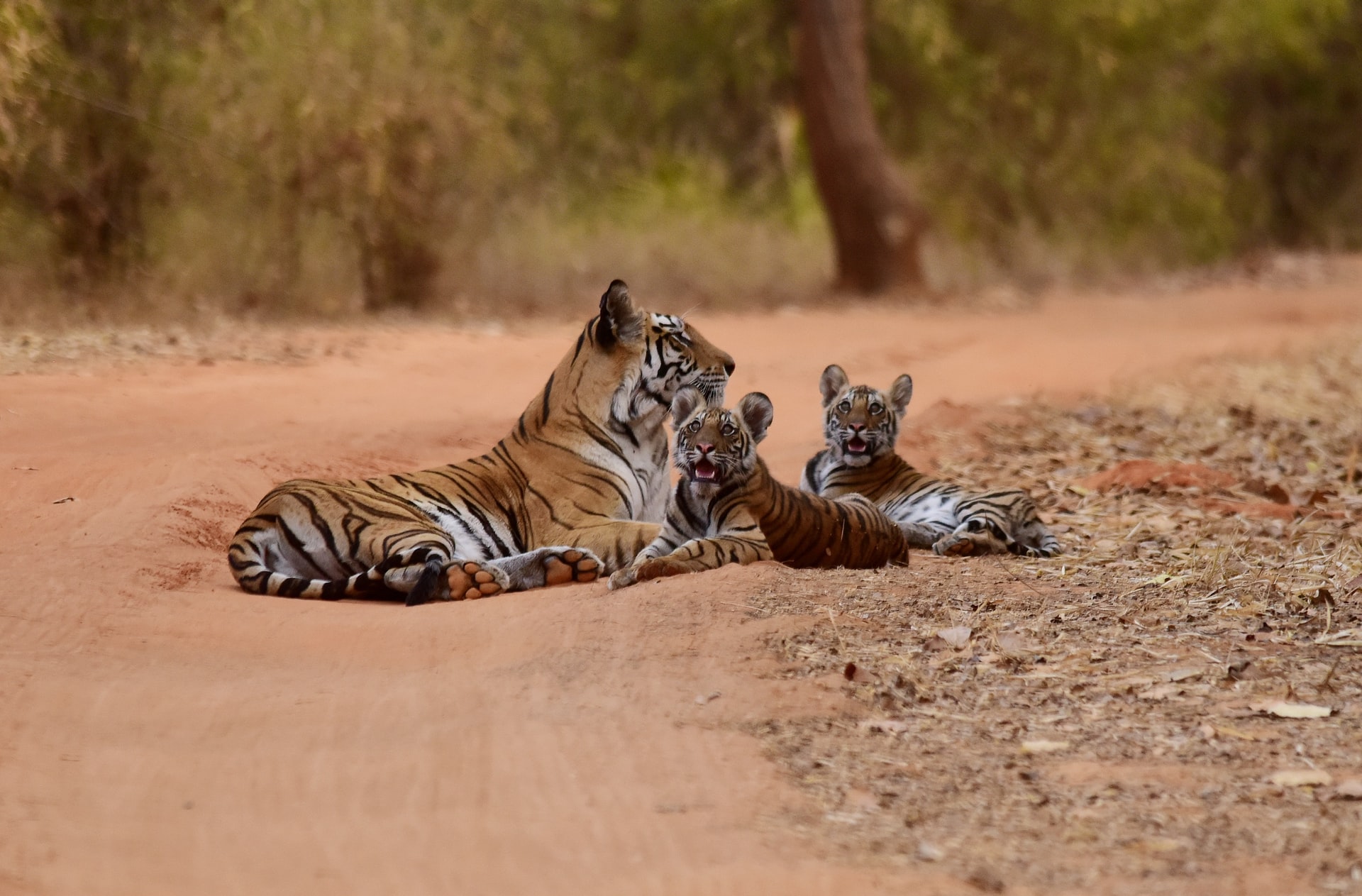 Ferocious cats of the jungle, Indias Natinal Park, North India's wildlife 