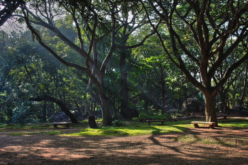 peaceful lush green parks