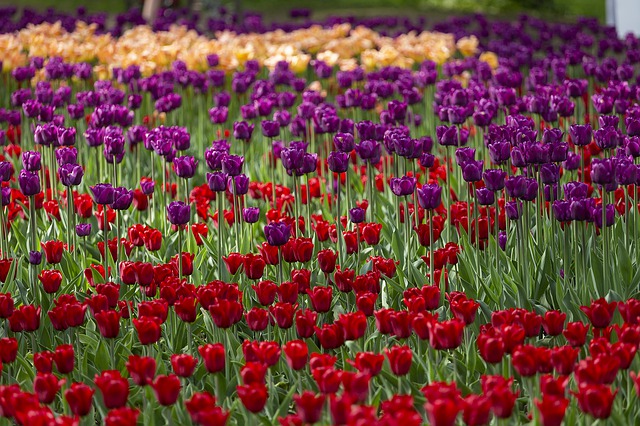 Indira Gandhi Memorial Tulip Garden in Srinagar