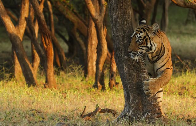 Tigers in India, National Parks, Indias wildlife sancturies