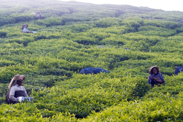 Tea plantations in North east India
