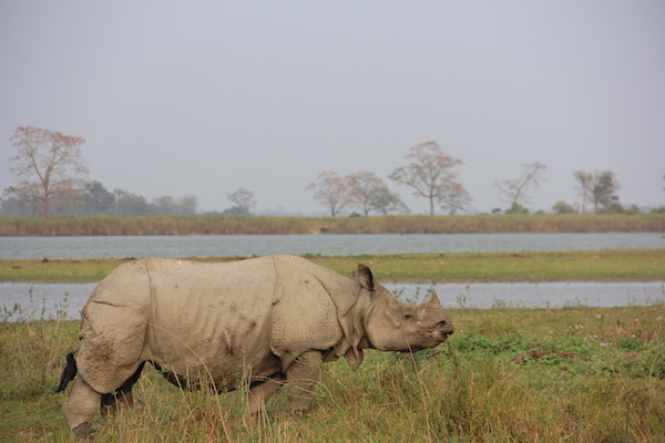 National Parks India