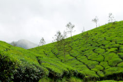 munnar, best time to visit India, kerala, green, tea plantations