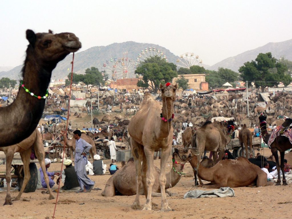 Pushkar Rajasthan Camel Fair October November