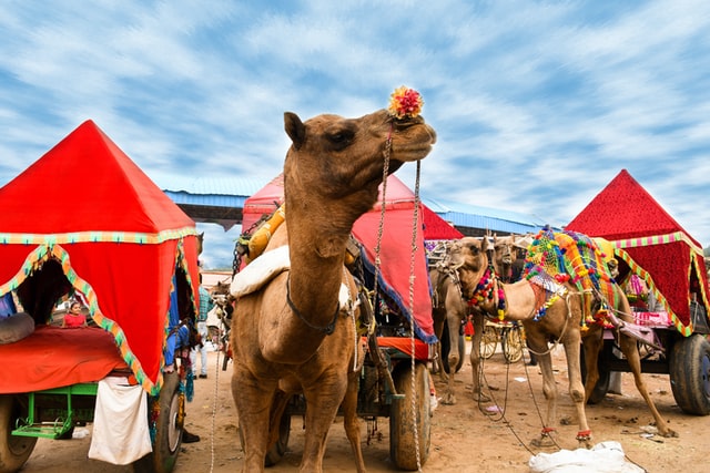 the grand camel fair in Pushkar