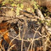 Ranthambore 