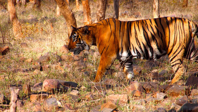 Tiger Safari, Places to visit with your family in India