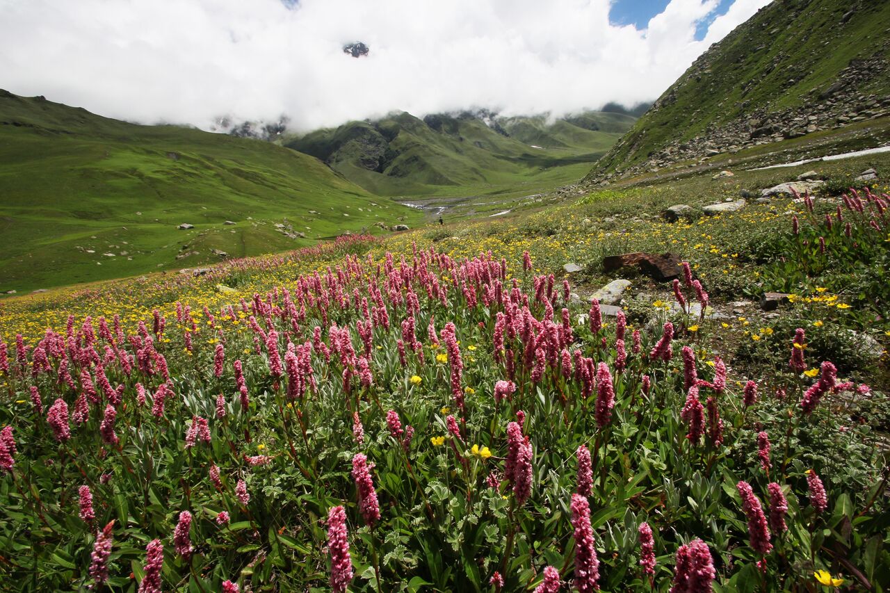 A scenic view of flowers accompanies the Pind Bhabha trek
