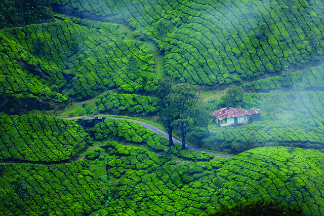 Munnar Tea plantations in Kerala South India