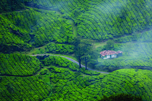 Munnar Tea plantations, Family holidays in South India, Top family destinations in SouthIndia