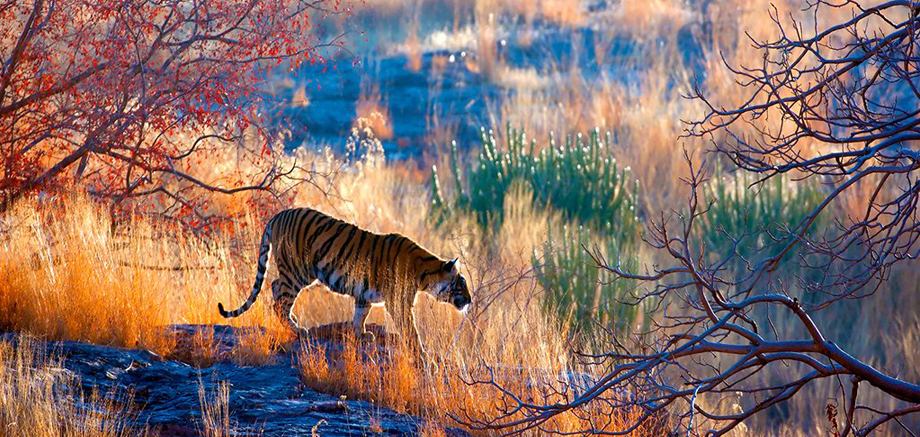 Ranthambore. Nordindien Rundreise Nordindien