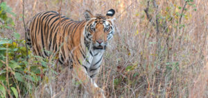 tiger, kanha nationalpark