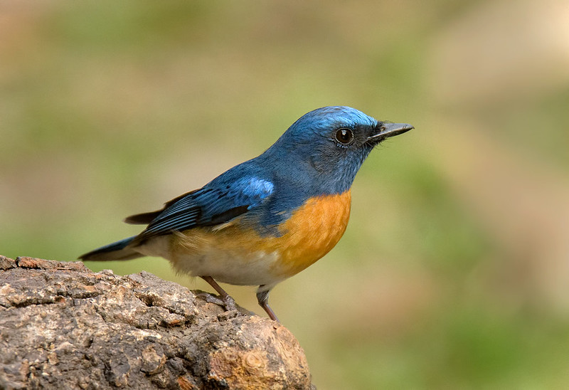 Bird sanctuaries in India