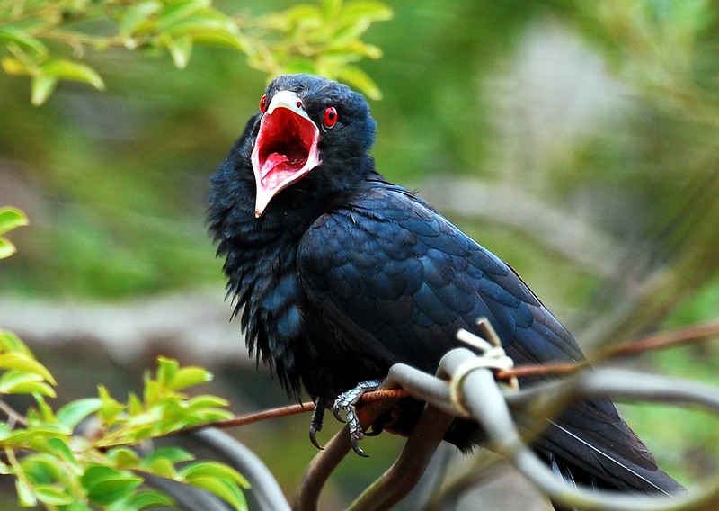 Amgry birds, National Parks in South India