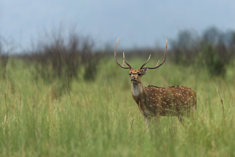 Wildlife photography in North India