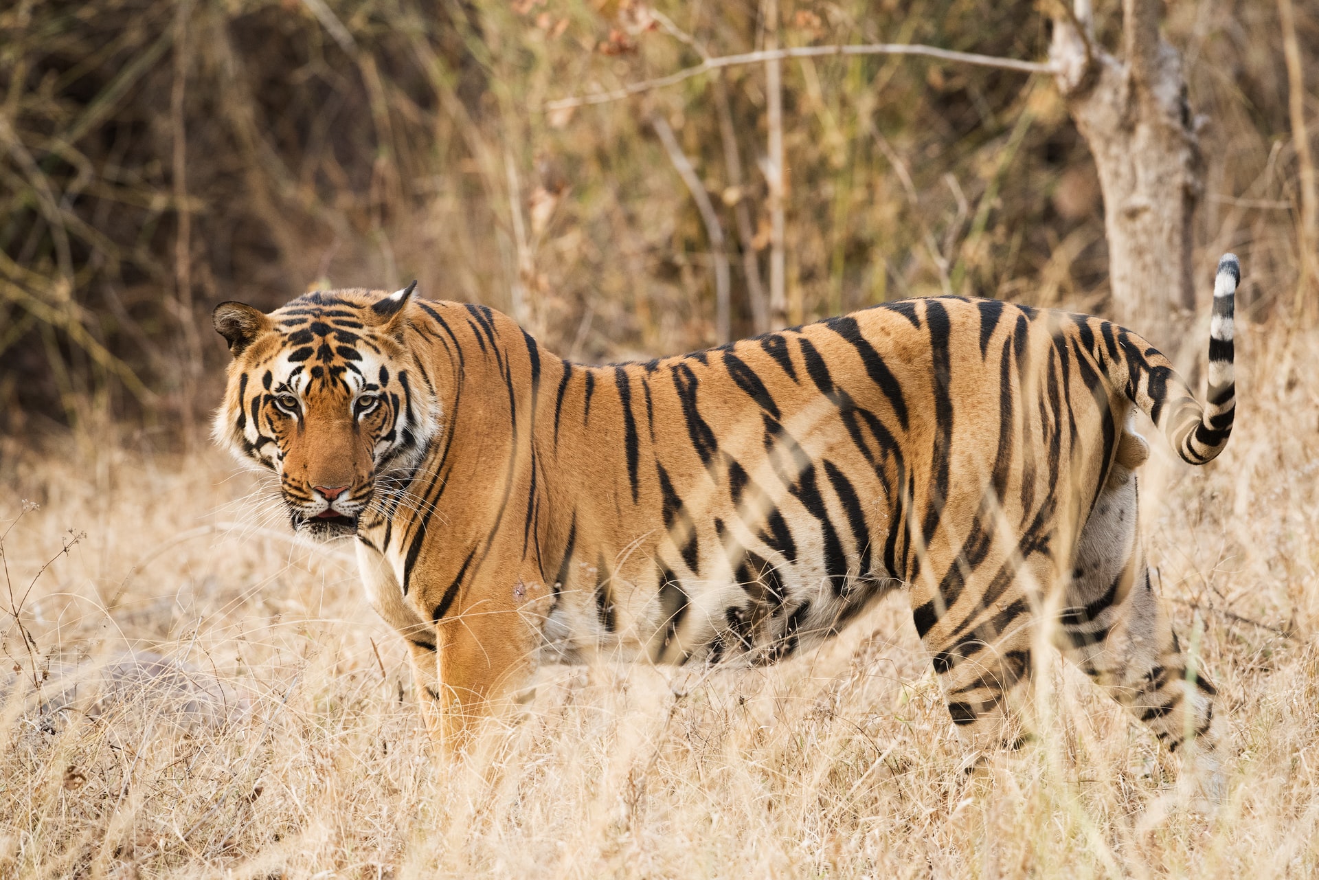 The Best Wildlife Sanctuaries in North India - India Someday Travels