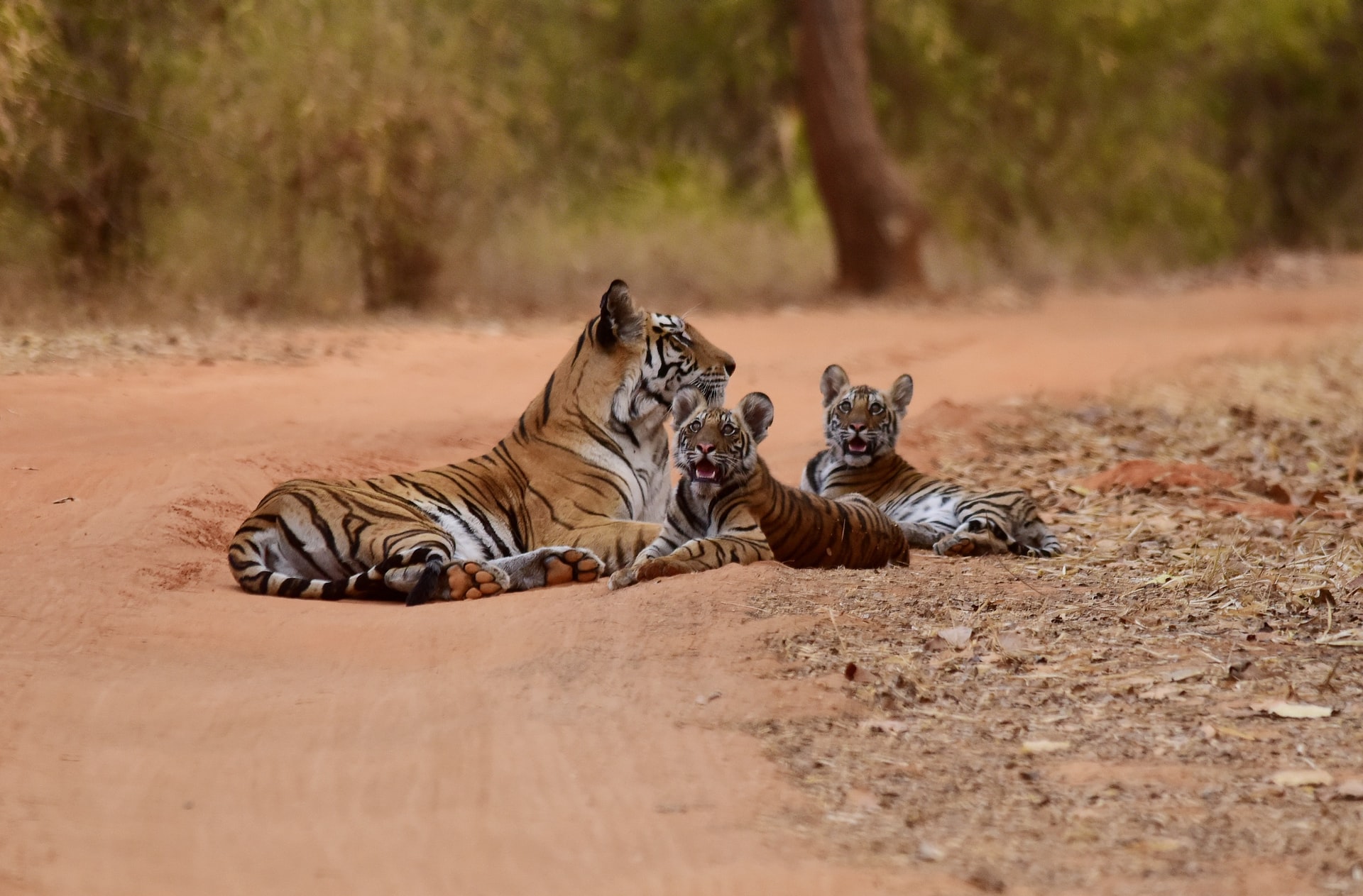 National Parks in India