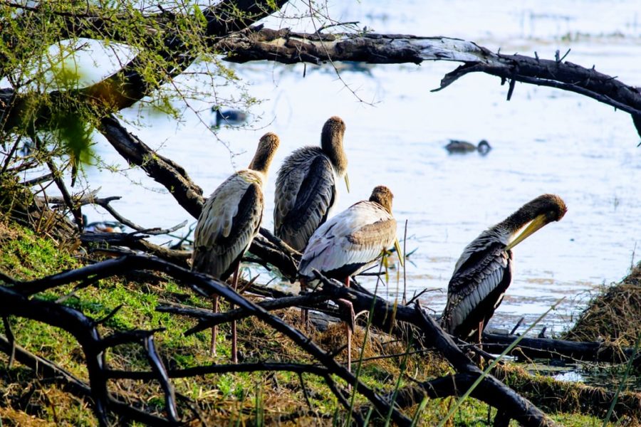 bharatpur bird sanctuary - birdwatching in India