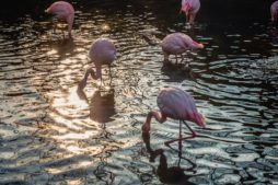 flamingos at chilka lake bird sanctuary