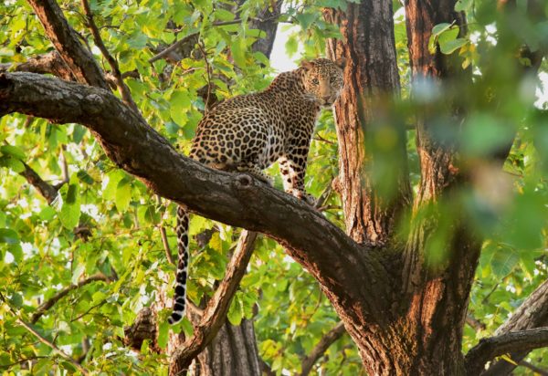 Wildlife in India