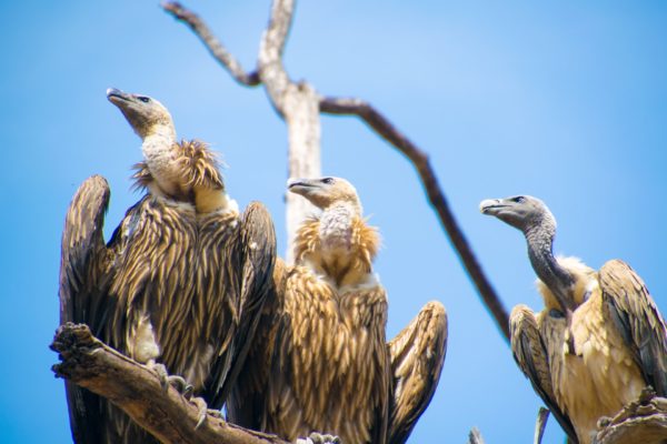 Bird sancutries in India, National parks in India