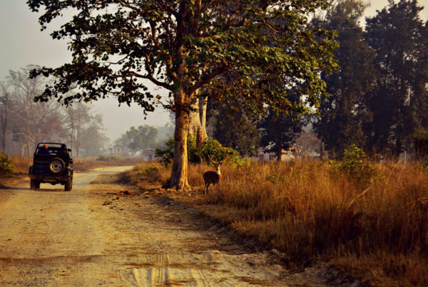 Tiger safari in India