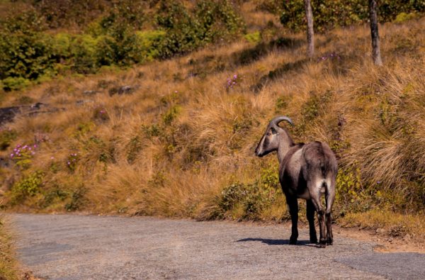 Nilgiri tahr at Eravikulam National Park, Weather in South India