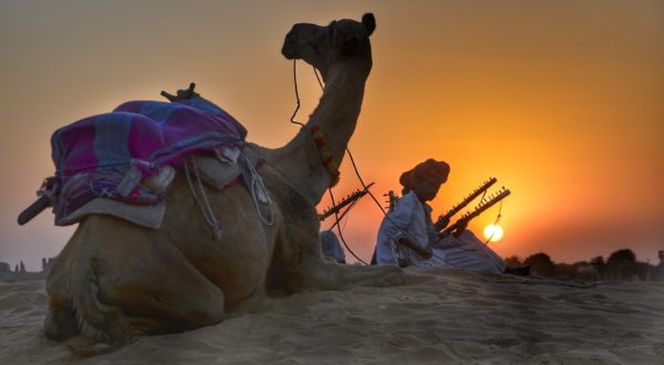 overnight desert safari, Camels in India 