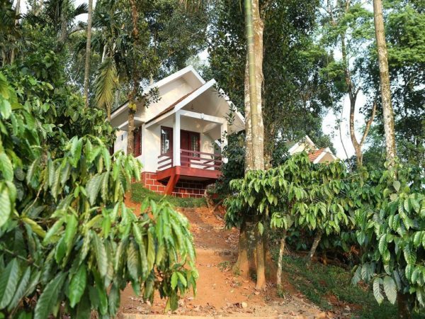 Coffee plantations South India Wayanad