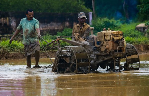 Cultivating Paddy Field, weather in south India in May and June